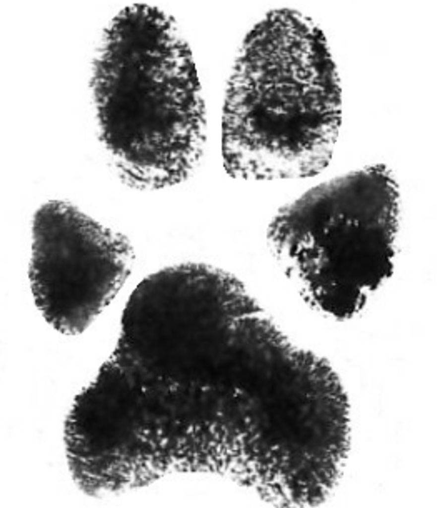 Daisy May Womack
