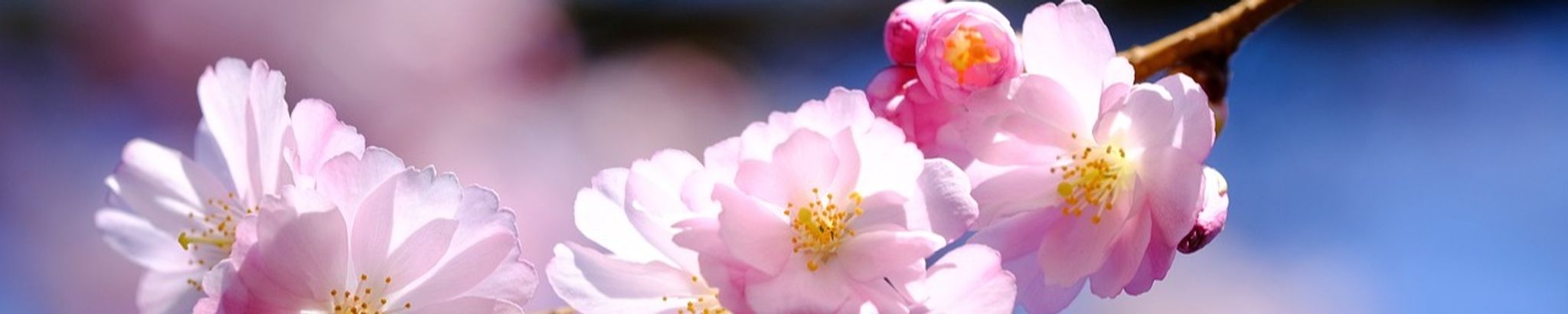 Cover photo for Maria Teresa Ybarra's Obituary