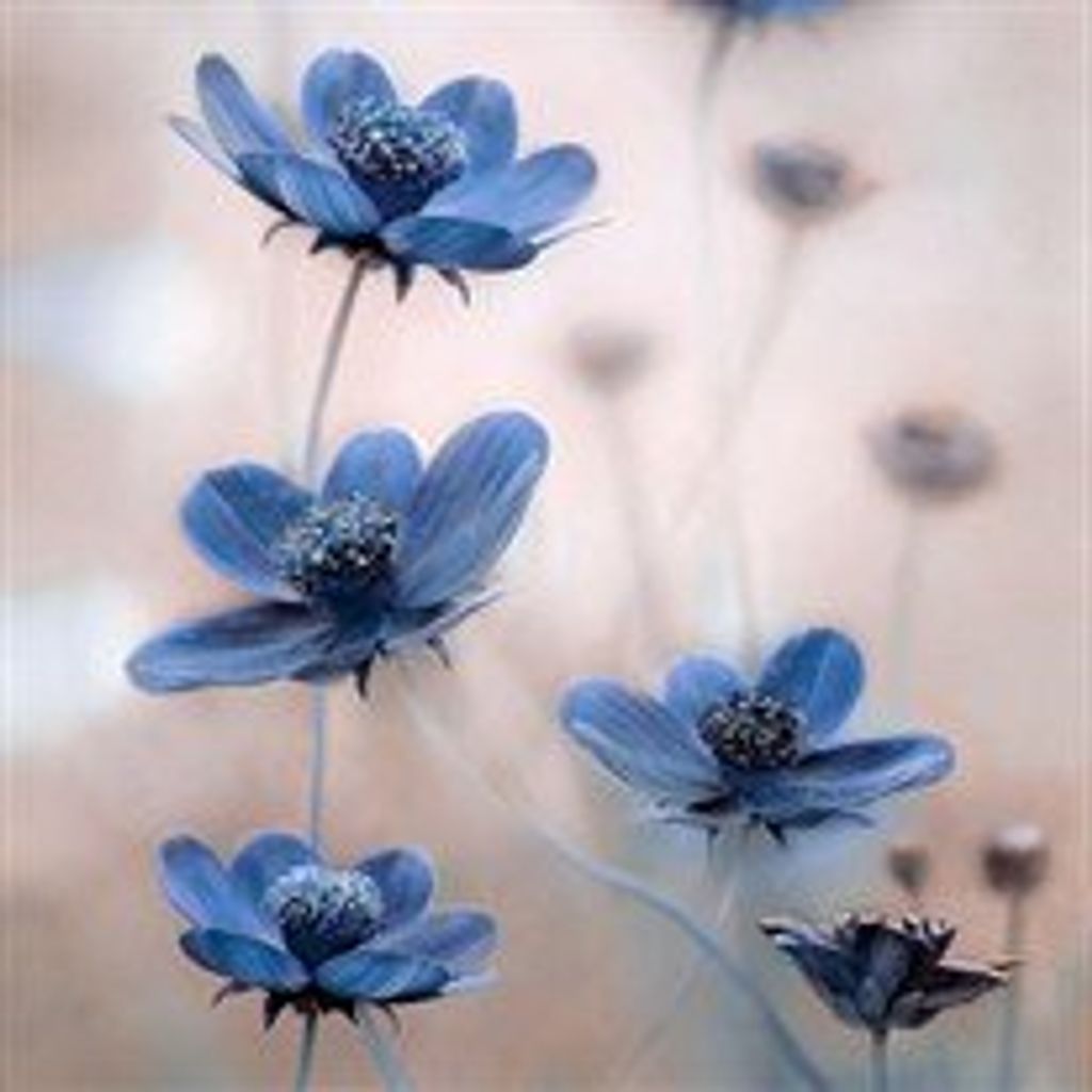 Gail  Mesmer Sheinin