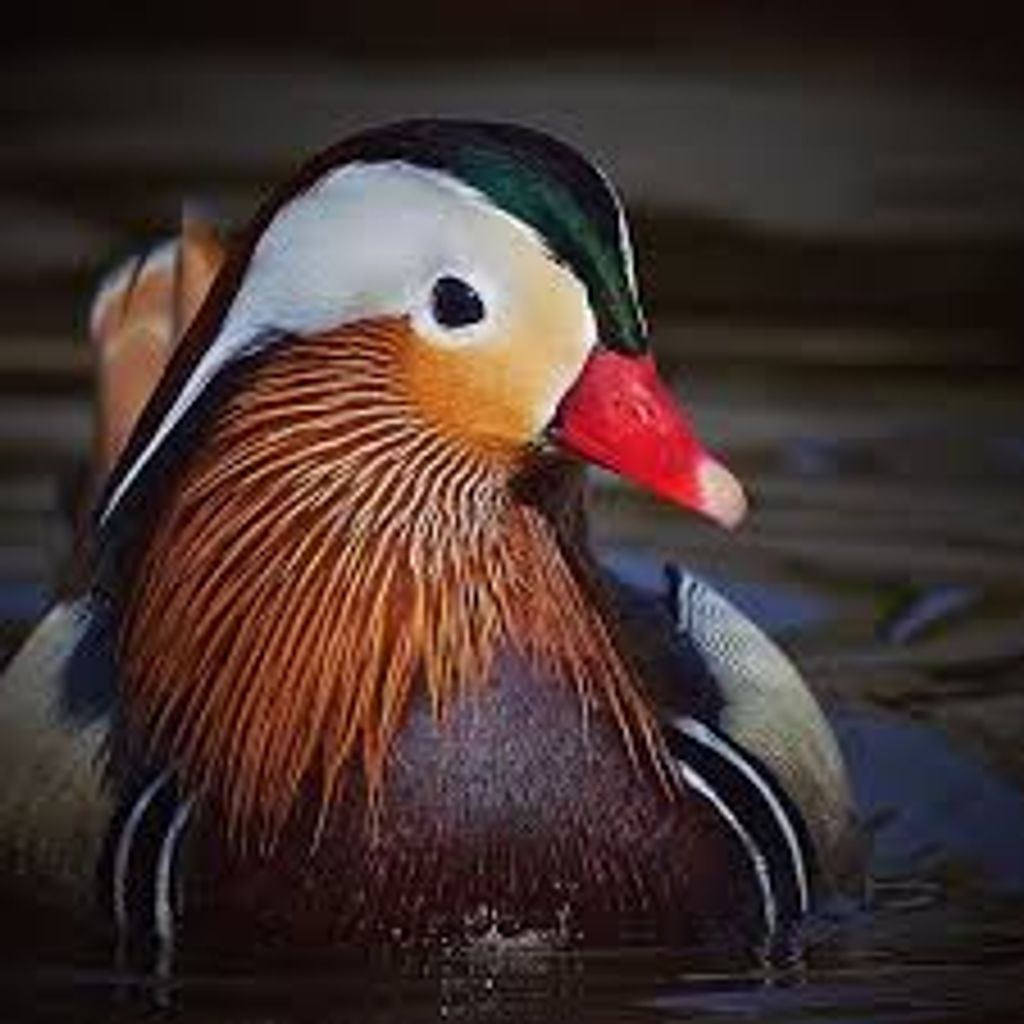 William Albert Callis Jr.