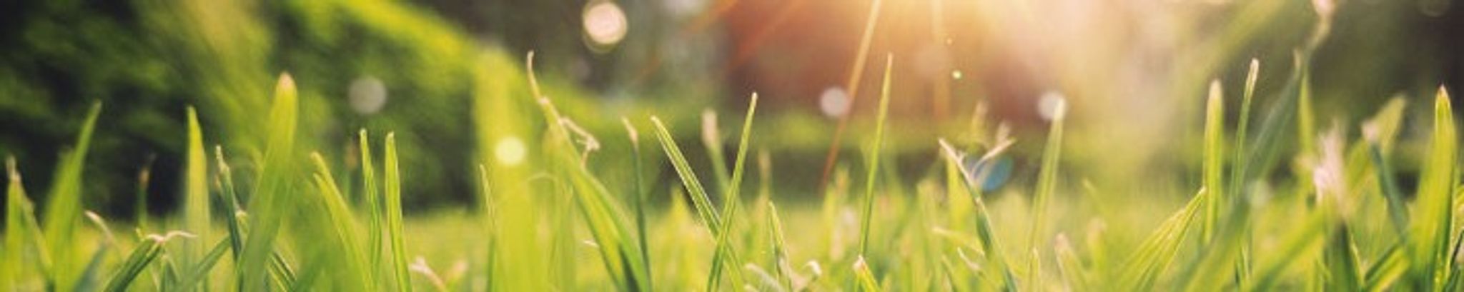 Cover for Dr. Bob Thomas's Obituary