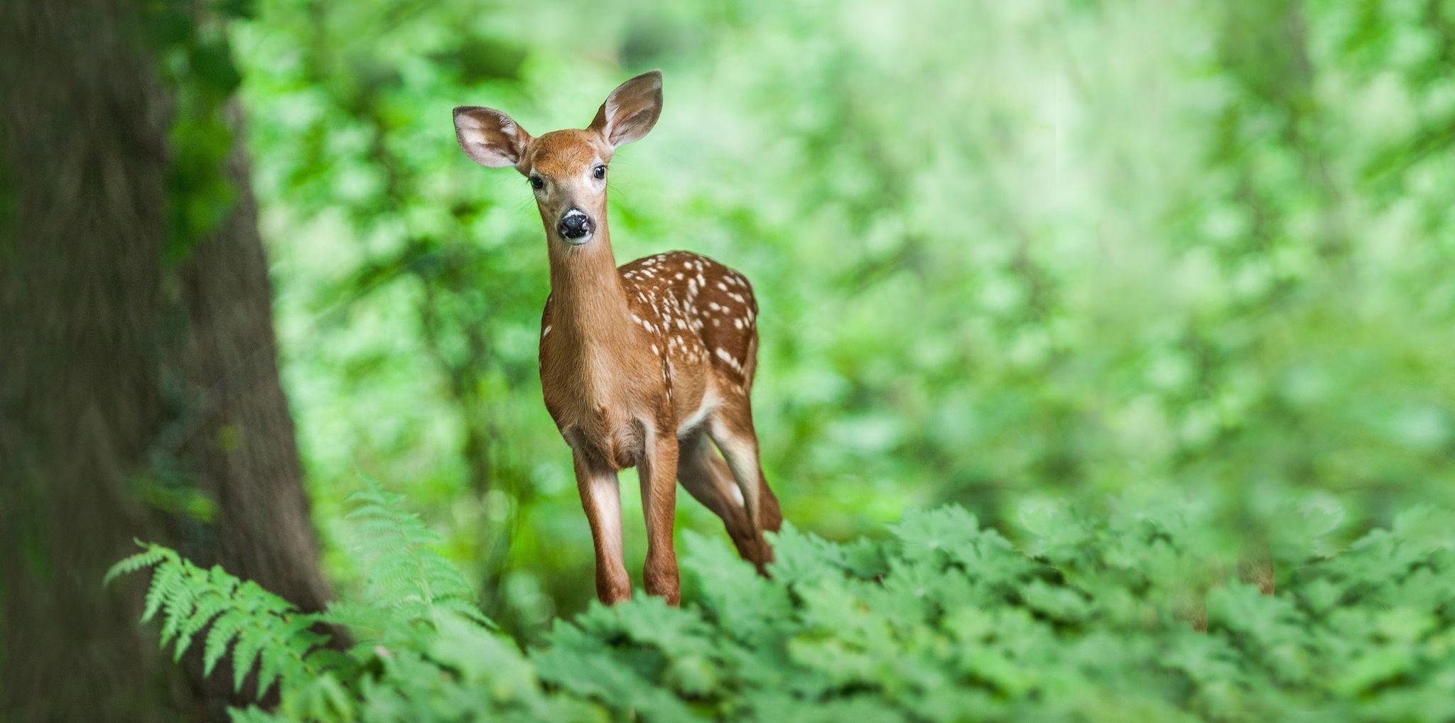 Cover for Richard Keith Hart's Obituary