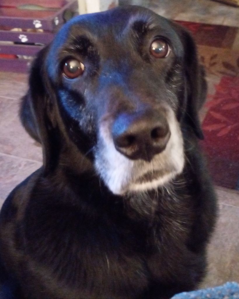 Princess Corey Hill Profile Photo