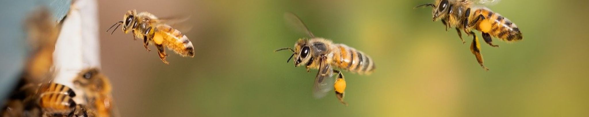 Cover for Ray Messer's Obituary