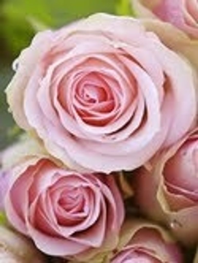 Denise Summers Profile Photo