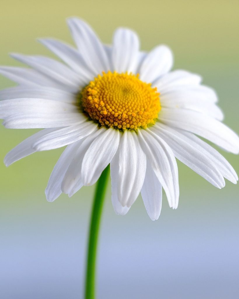 Mariland Louise Jenkins Profile Photo