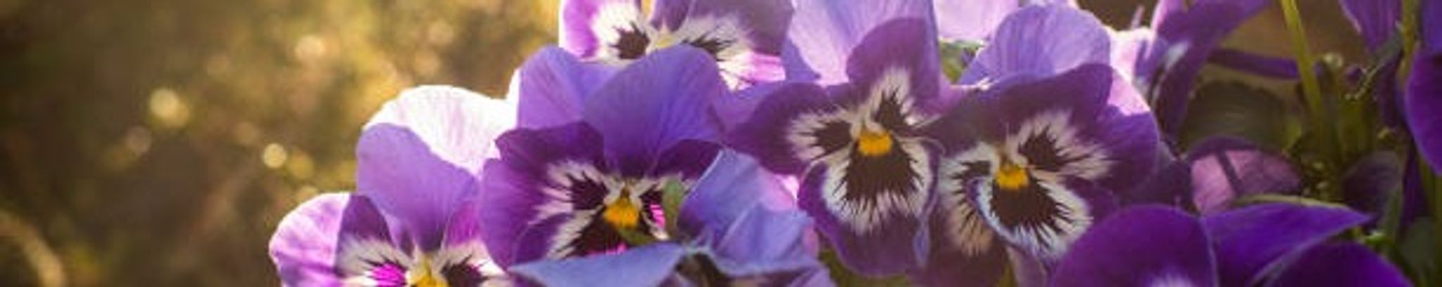 Cover for Ines Chard's Obituary