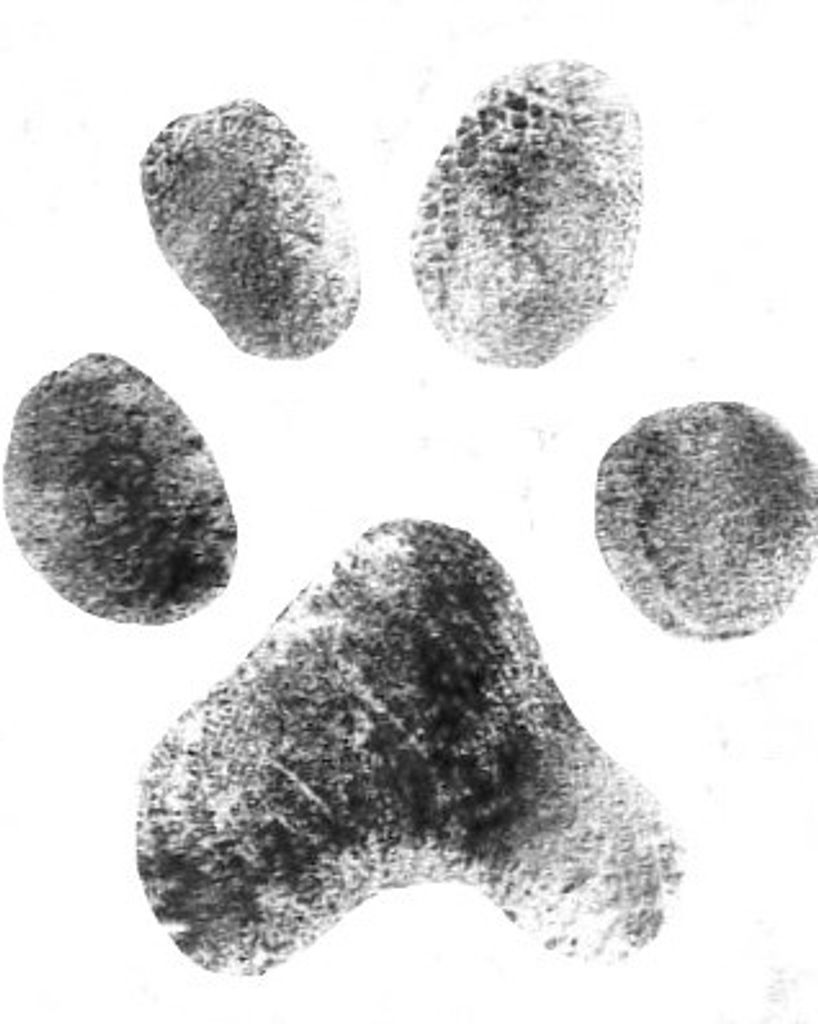 Lucky Discola Profile Photo