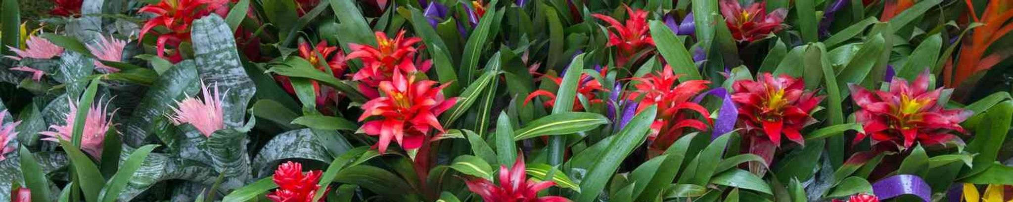 Cover photo for Vennie Lois Rachal Dobson's Obituary