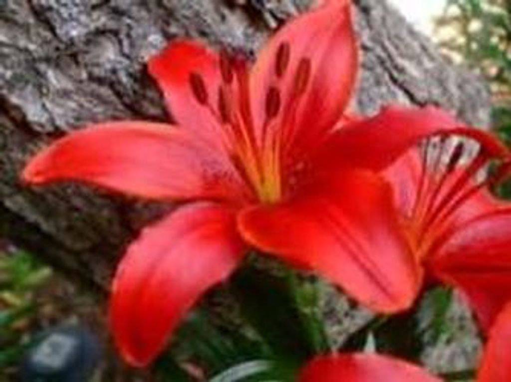 Caroline Huff Halford Profile Photo