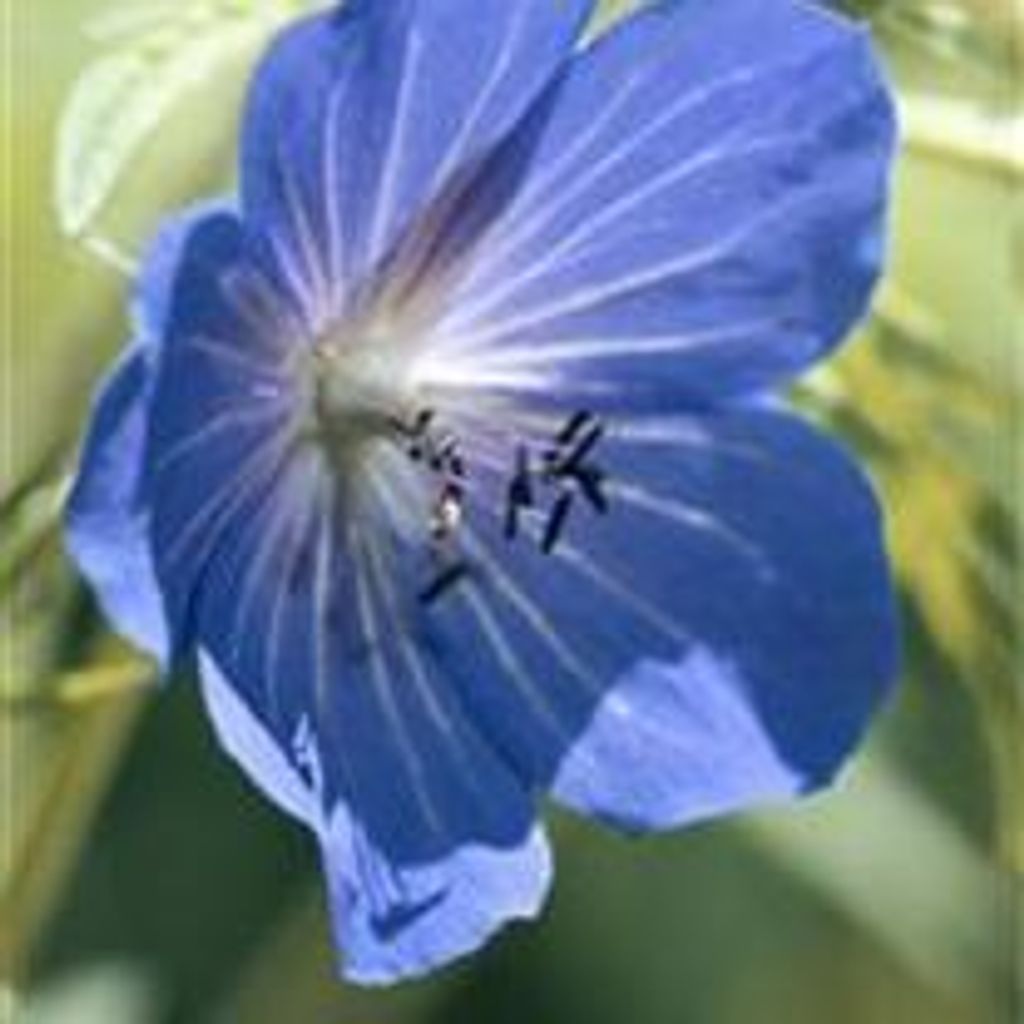 ROSALEE BRASHER