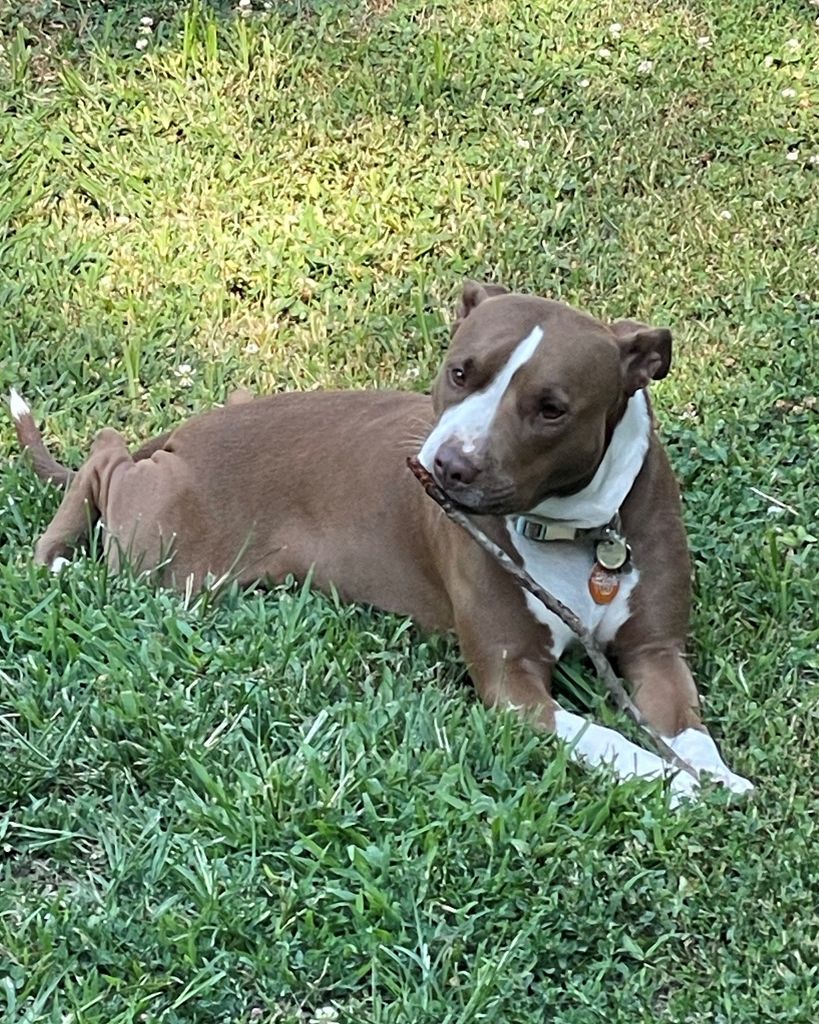 Biscuit Piercy Profile Photo