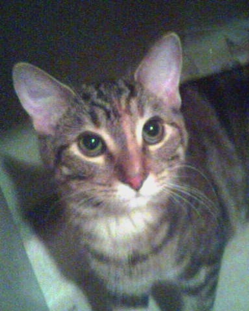 Angel Face Brickey-Melroy Profile Photo