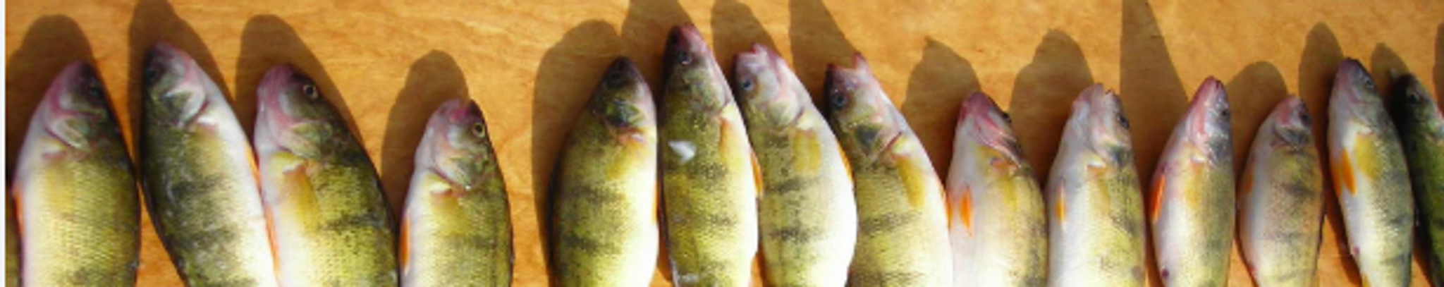 Cover for Ada Maxine Johnson's Obituary