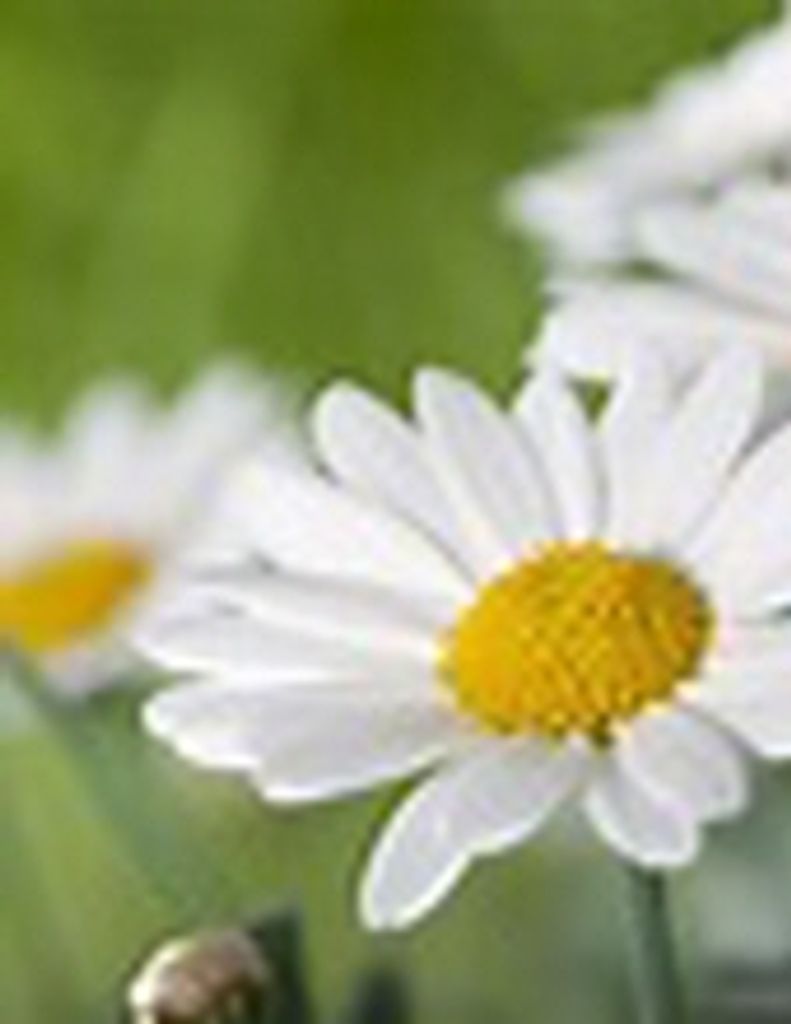 Gracelene Dorsett -Glbfh