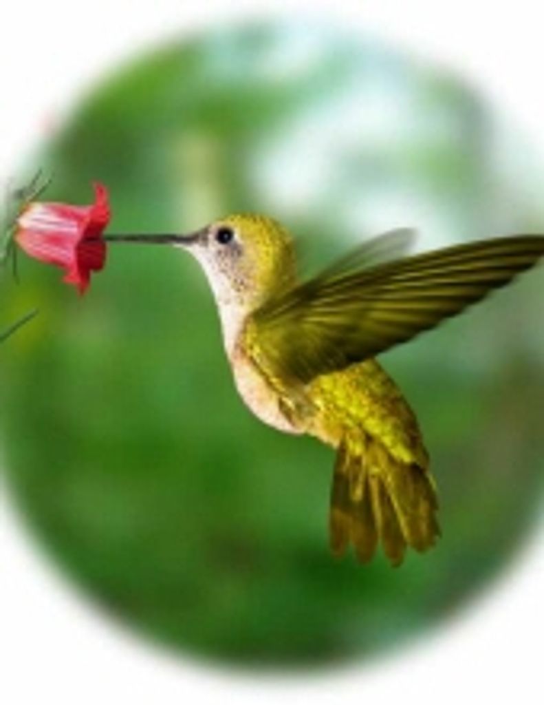 Lavina Fletcher Pendergraff -Glbfh