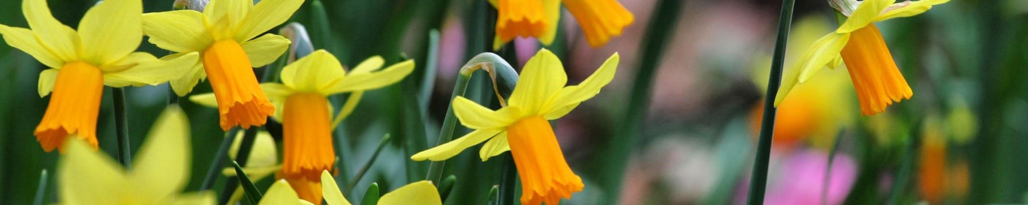 Cover for Robin Mitchell's Obituary