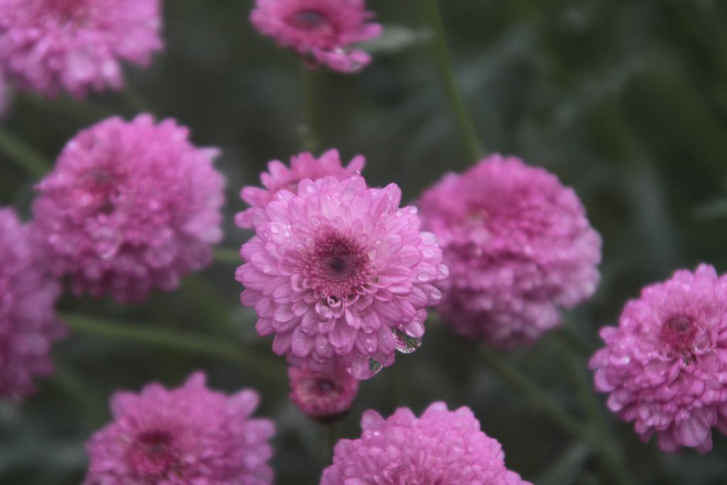 Nancy Olene Hagy Groseclose Profile Photo