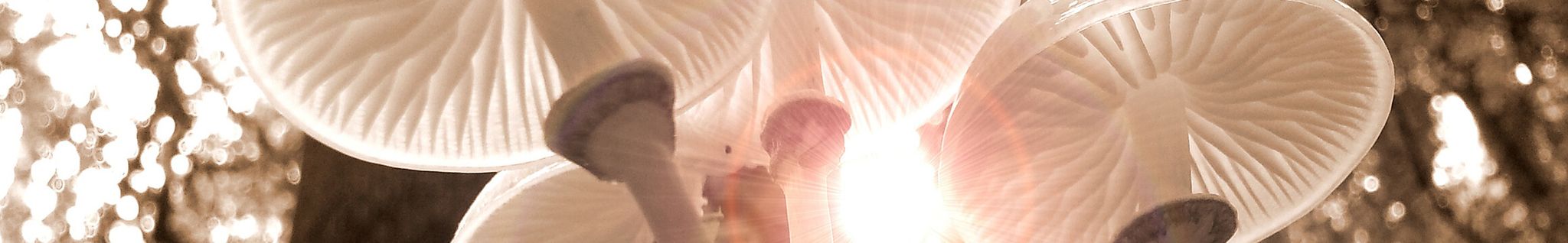 Cover for Eric N. Conrad's Obituary