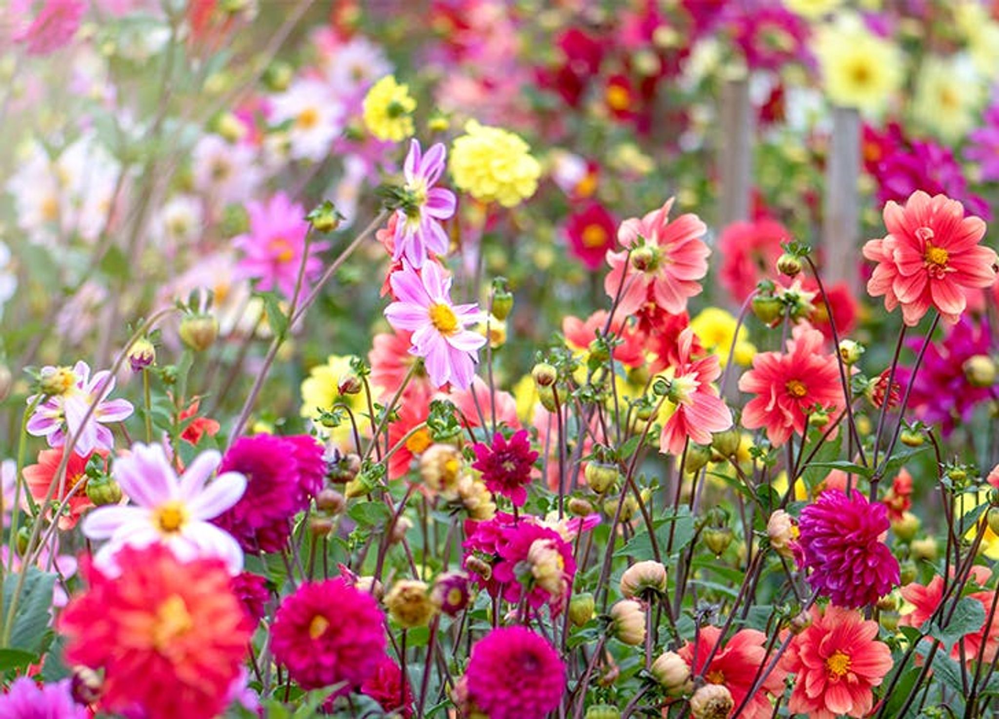 Cover photo for Elaine M.  Josephson's Obituary