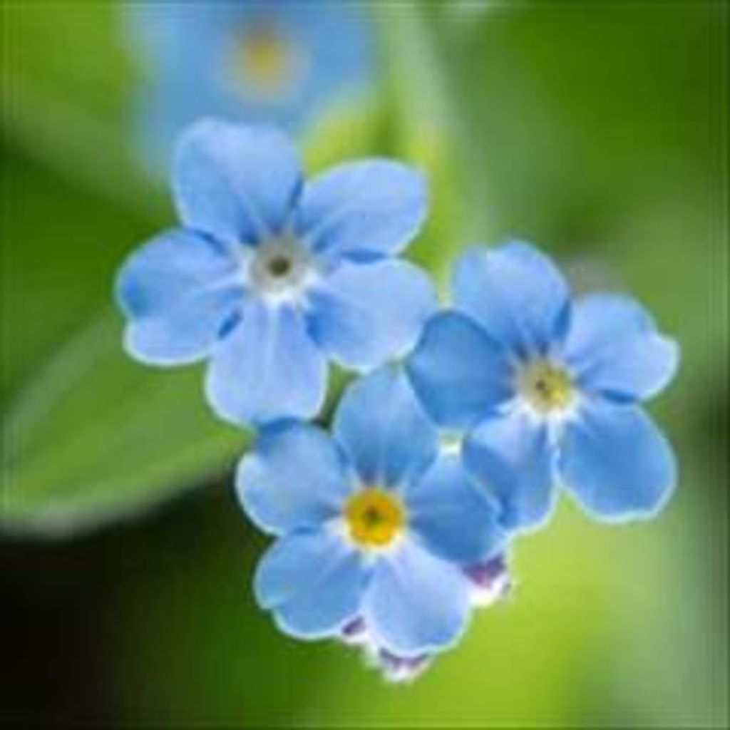 Betty June Davis Profile Photo