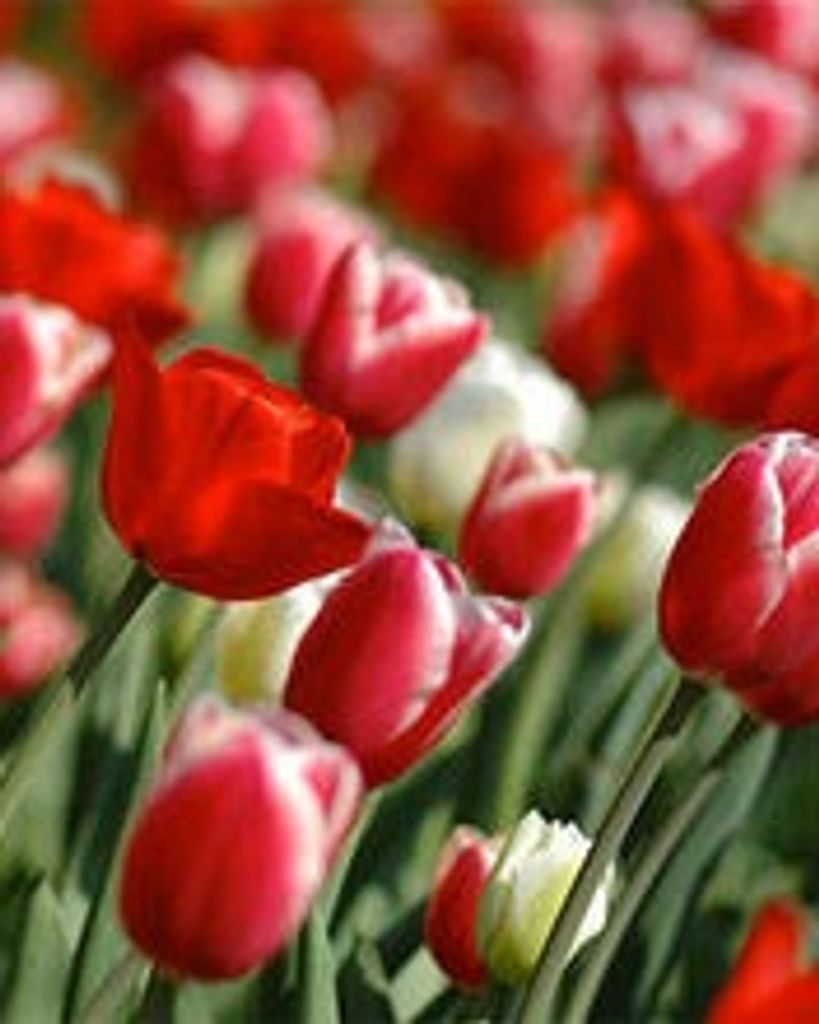 Kathleen Strode Lawrence