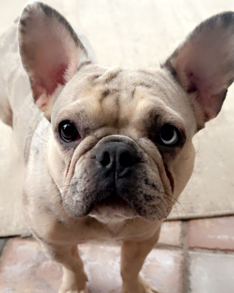 Honey Juarez Profile Photo