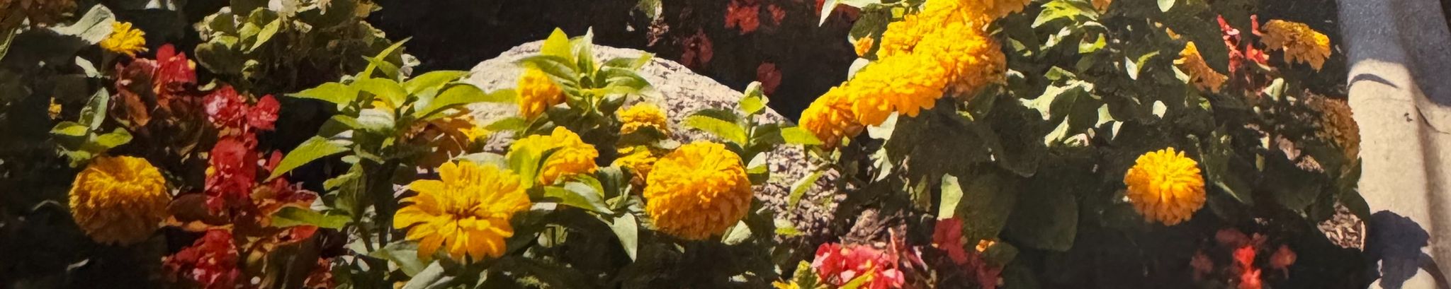 Cover for Mary Ann Bohrer's Obituary