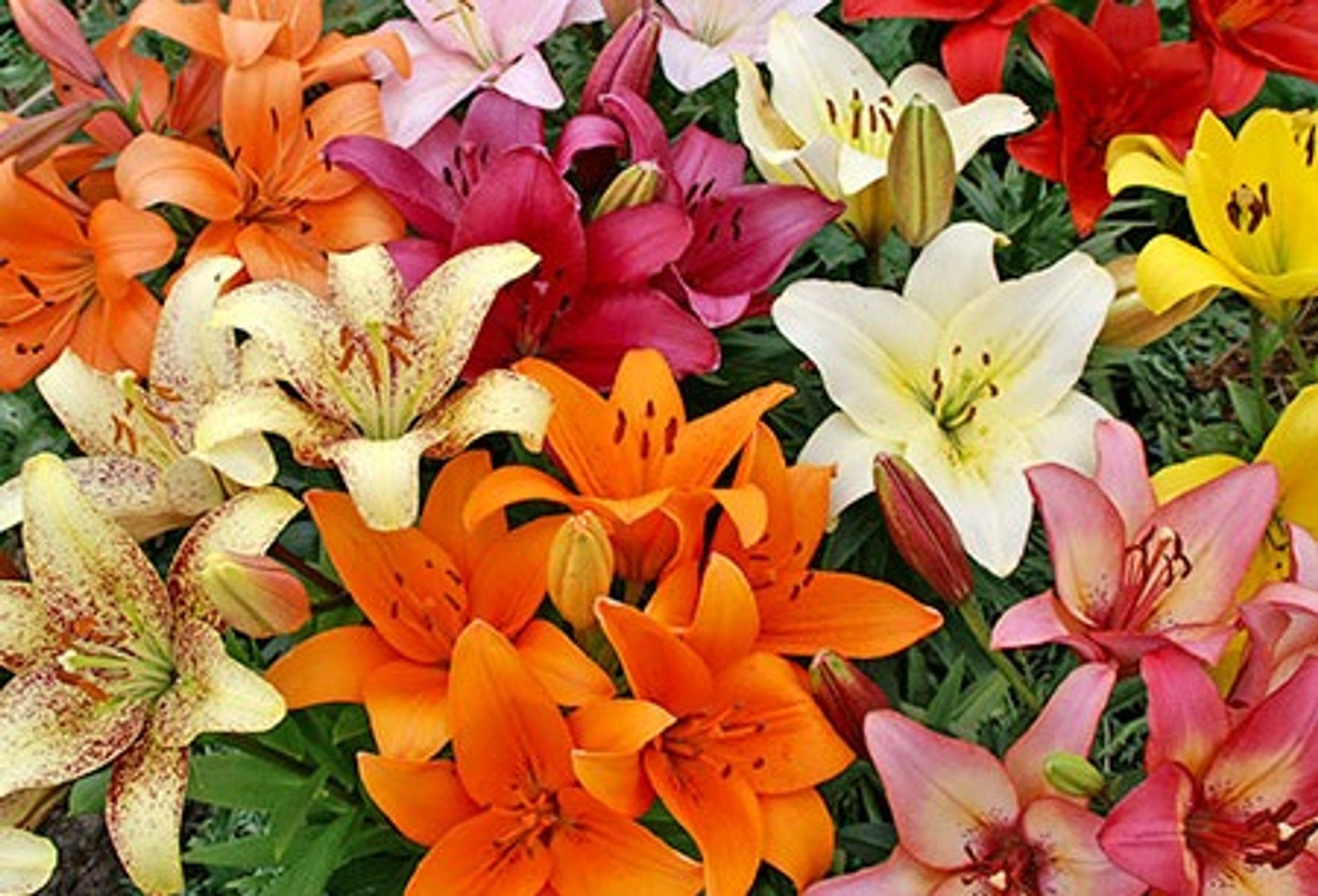 Cover photo for Vera Hildegard Gibson's Obituary