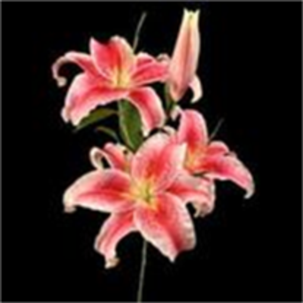 Nellie "Mickey" Hopkins