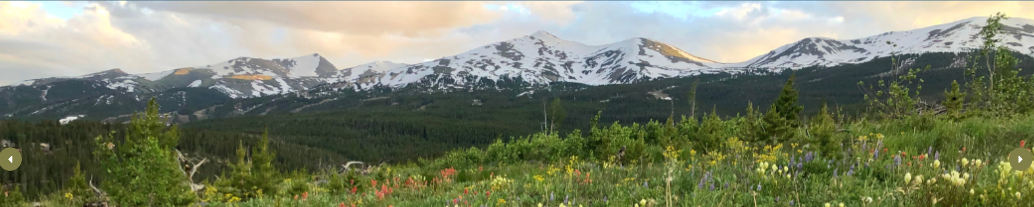 Cover for Carol Harries Selland's Obituary