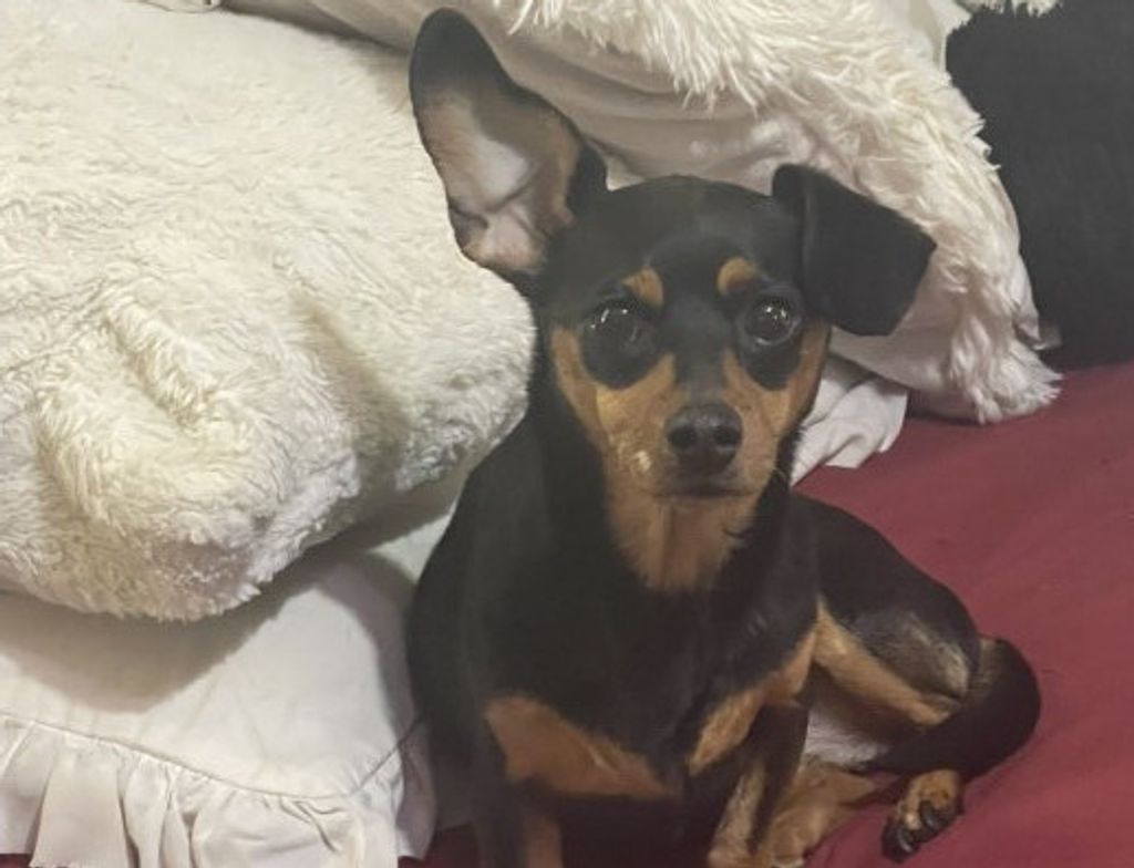 Chew Weenie Distefano