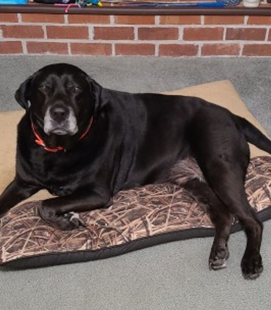 Snoop Collins Profile Photo