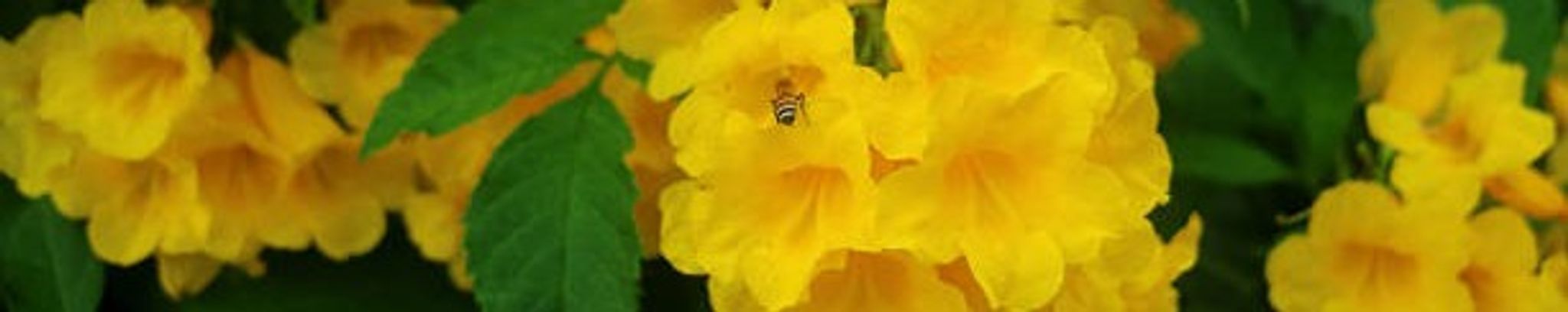 Cover for Irmgard Weinstein's Obituary