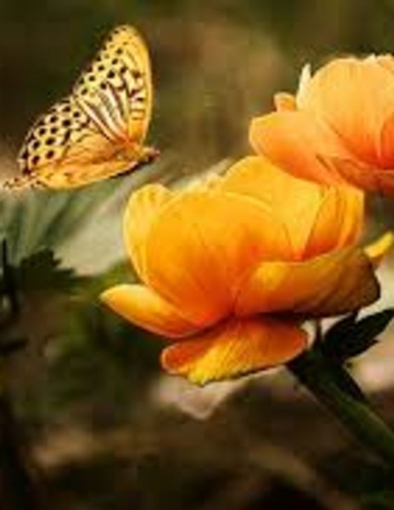 Judith Barbara Herschaft