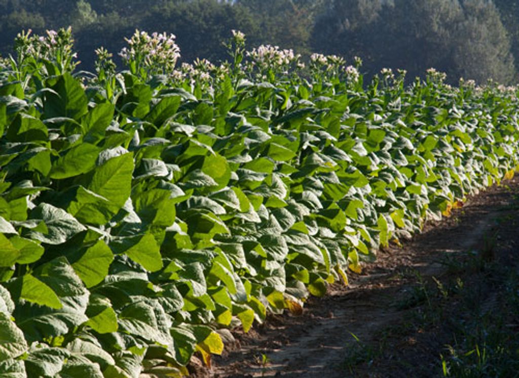 James "Jimmy" Edwards Profile Photo