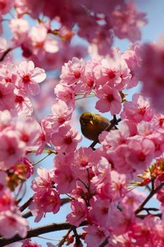 Peggy Campbell Profile Photo