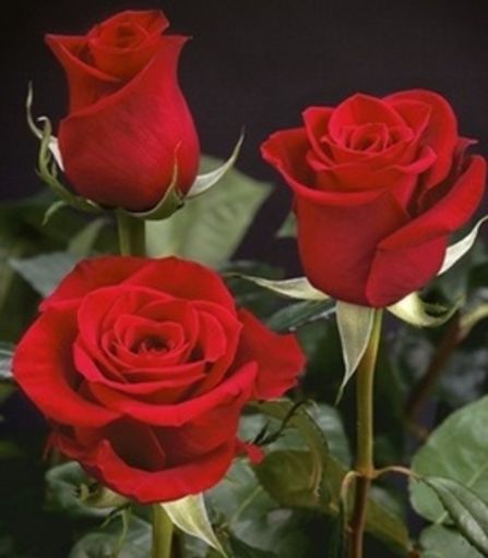 Mary Kinzie Mitchell Profile Photo