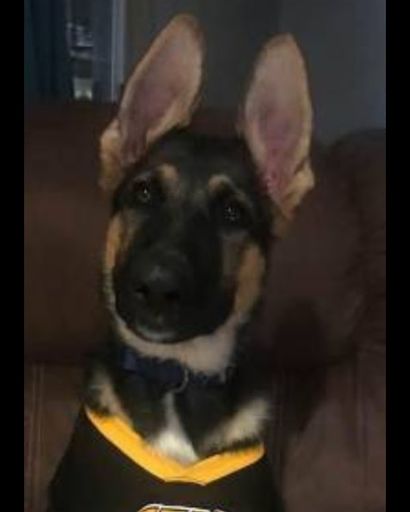 Ares Gekler's obituary image