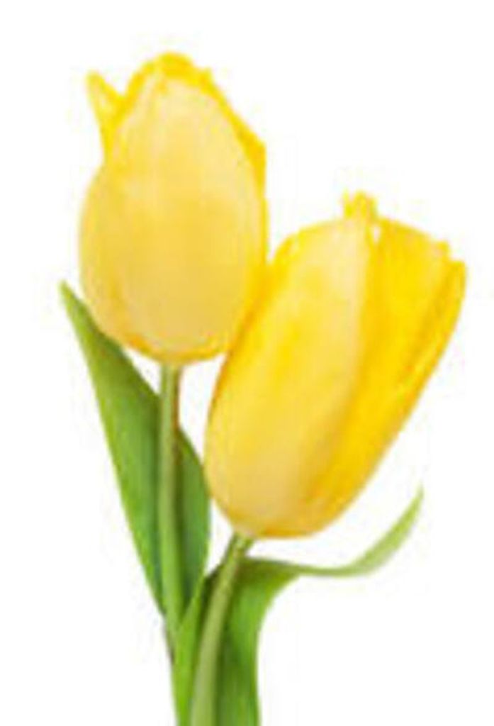 Mr. Stephen S. Shelton,Jr. Profile Photo