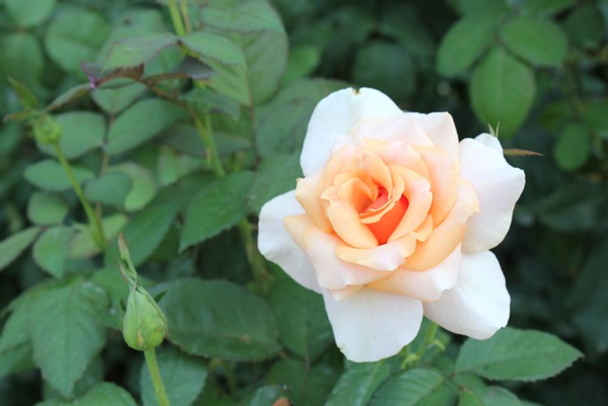 Cover photo for Rose M. Galloway's Obituary