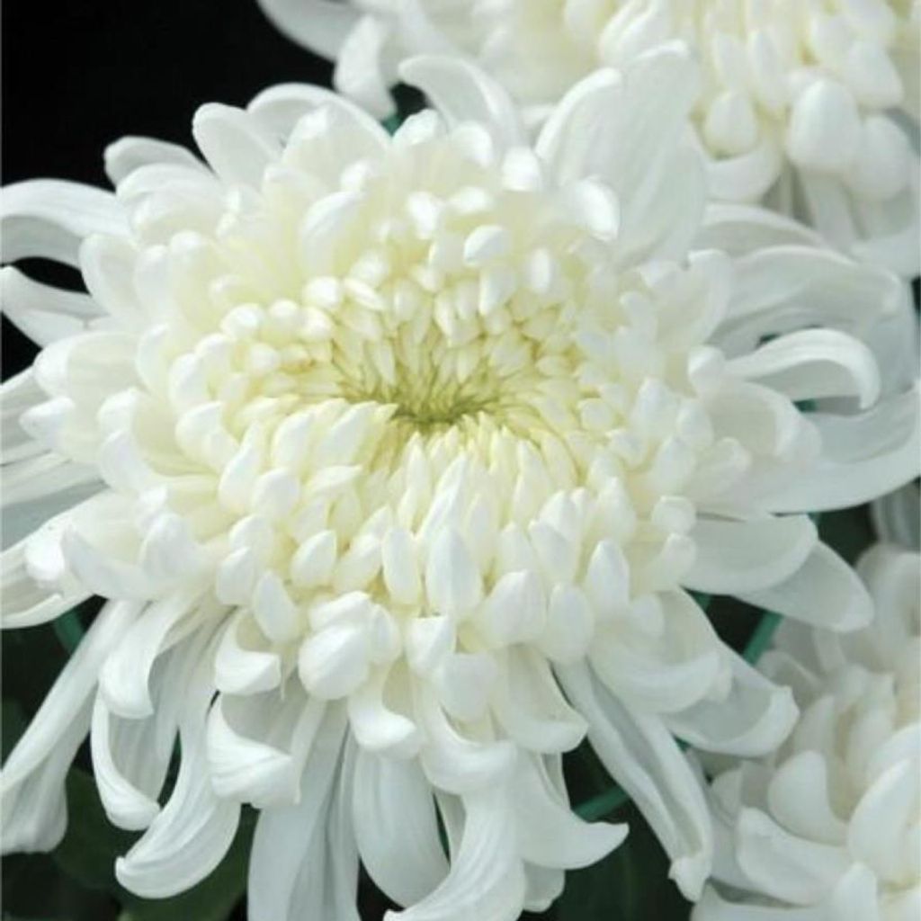 Mary Ann Nicks Profile Photo