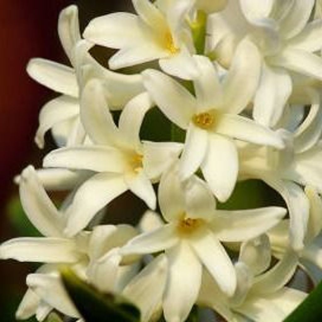 Susan Leed Profile Photo