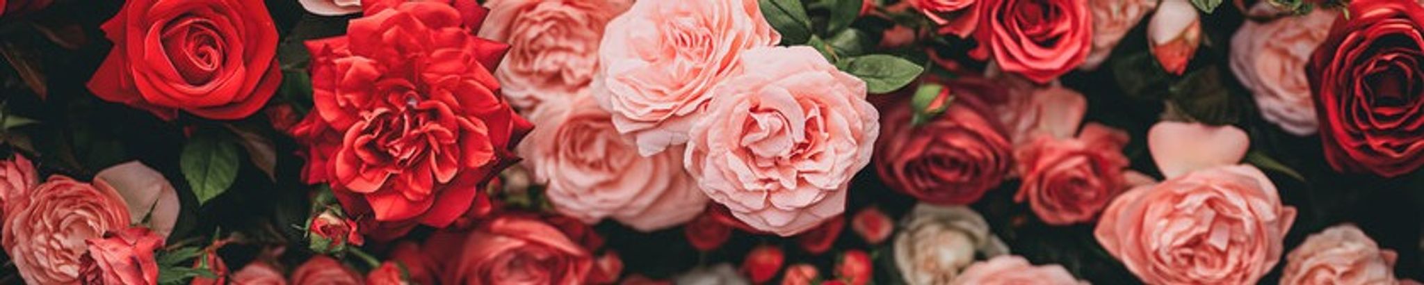 Cover for Alice Lorraine Coptis's Obituary