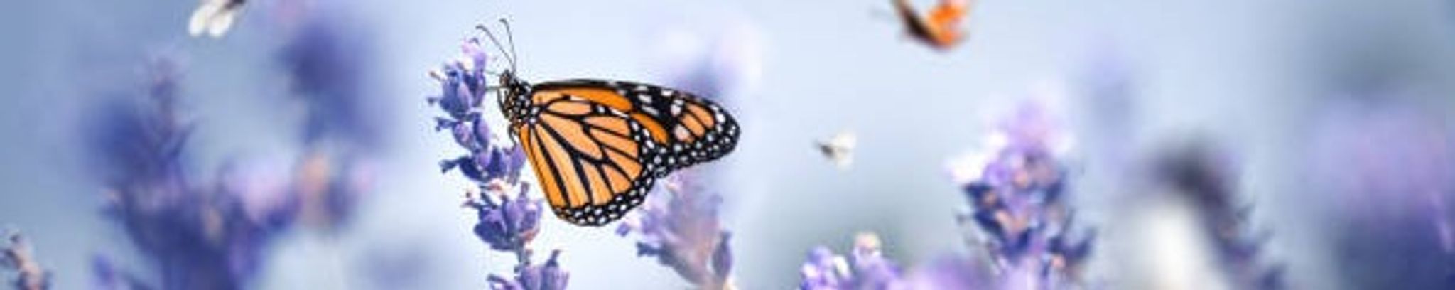Cover photo for Laverne Gail Dach's Obituary