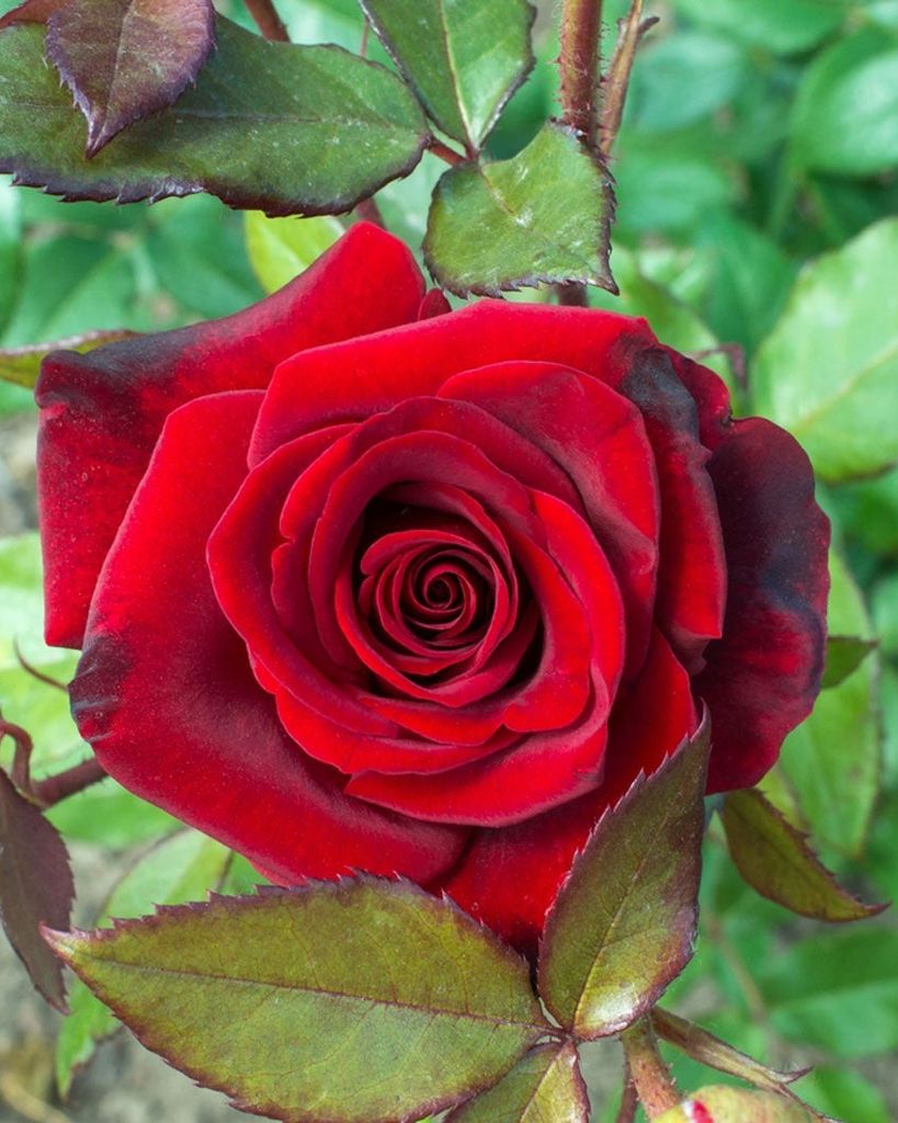 Rose Catalano Profile Photo