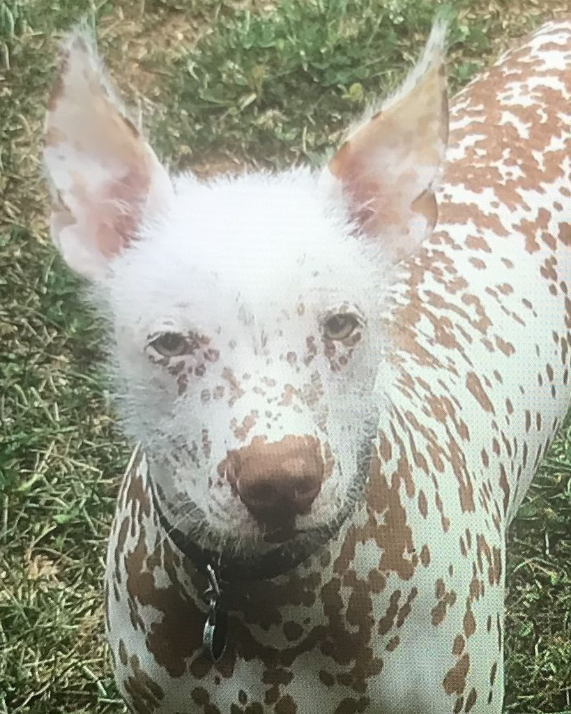 Gizmo Martins Profile Photo