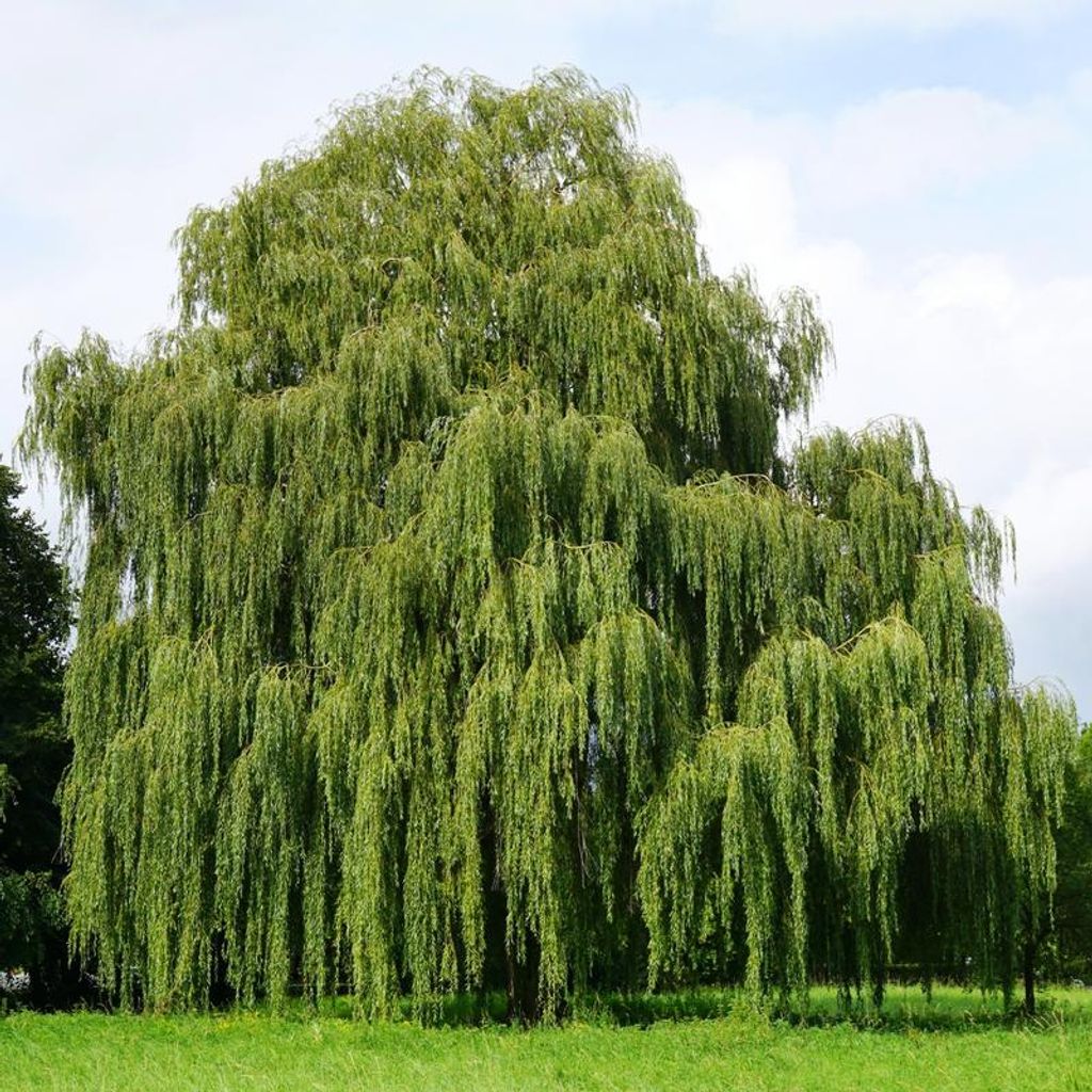 Patrick Stephen Rahilly Profile Photo