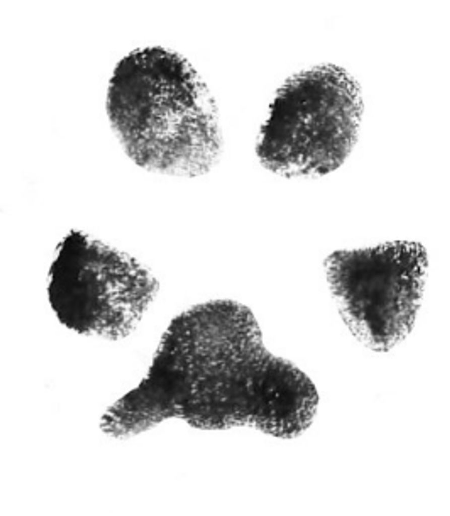 Luna Lunsford