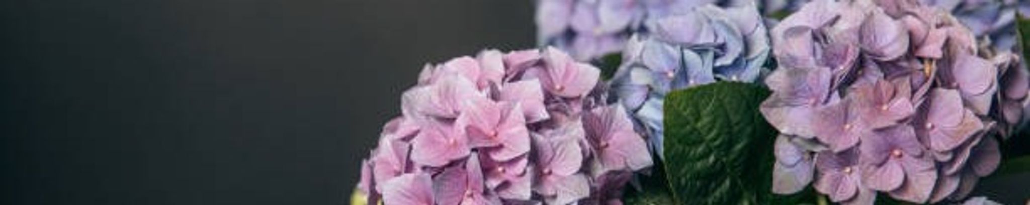 Cover photo for Chelsea Elizabeth Houchins Coleman's Obituary